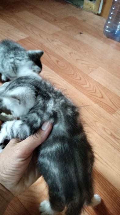 Отдам котят в добрые руки