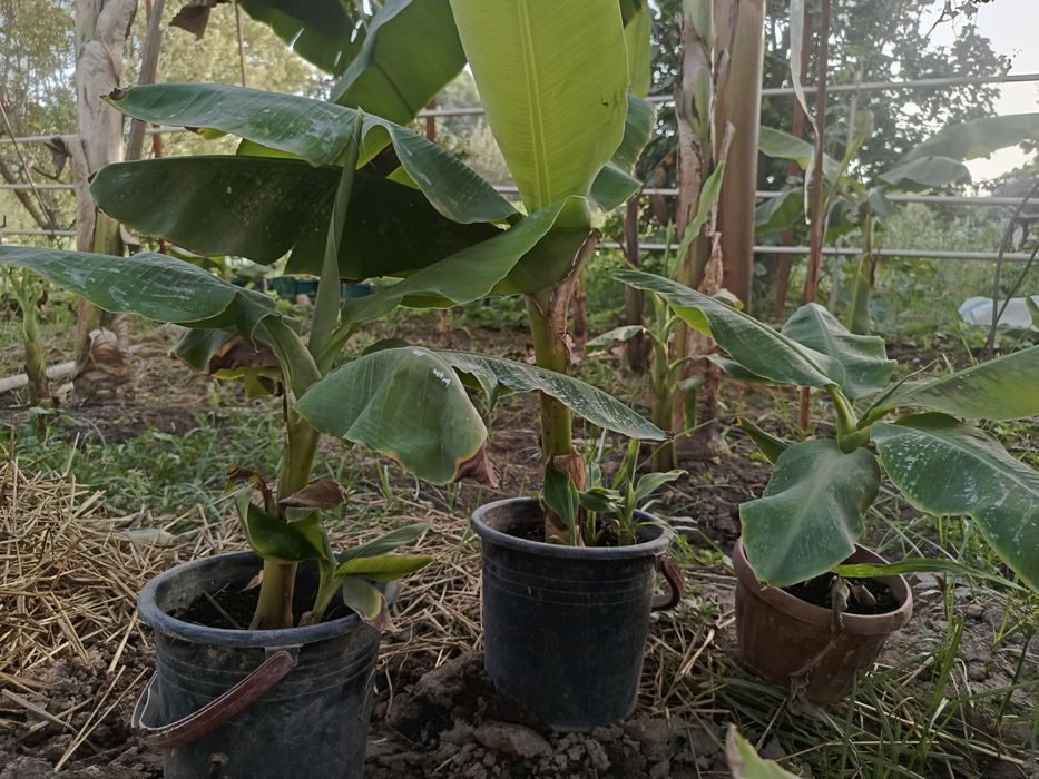 Karalivski banan Qizil banan Karlik pakana papaya koʻchatlari OPTOM