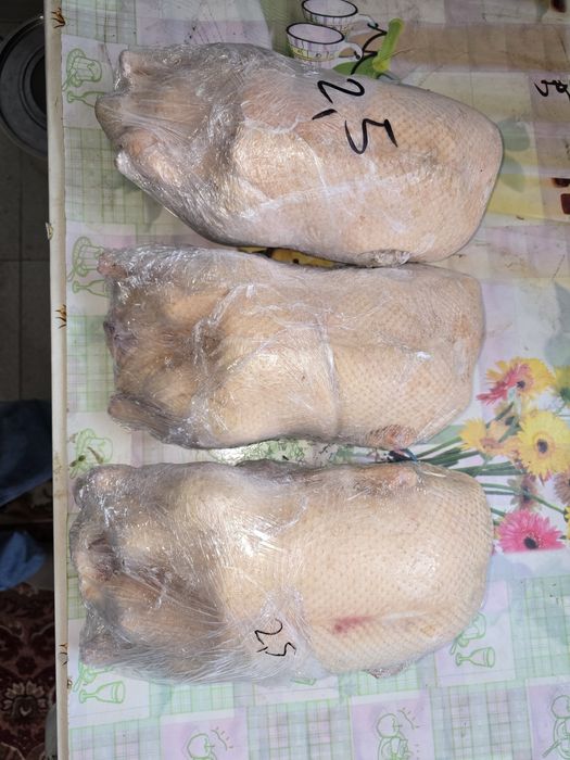Свежее мясо домашней утки, бройлера