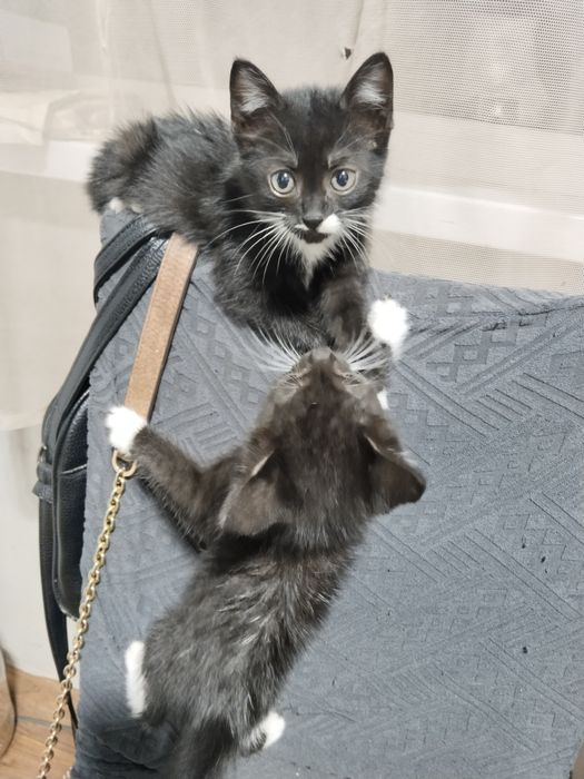 СРОЧНО!!! Ищу дом кошечкам
