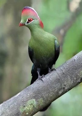 Turaco pasari exotice