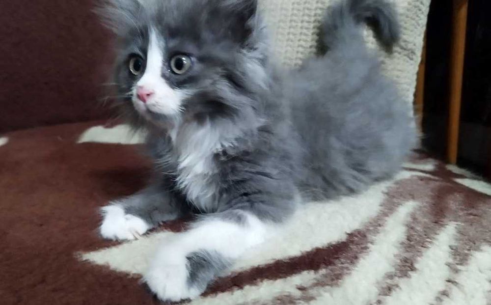 Кот, котенок в добрые руки. 3 мес. Чистый. Здоровый.