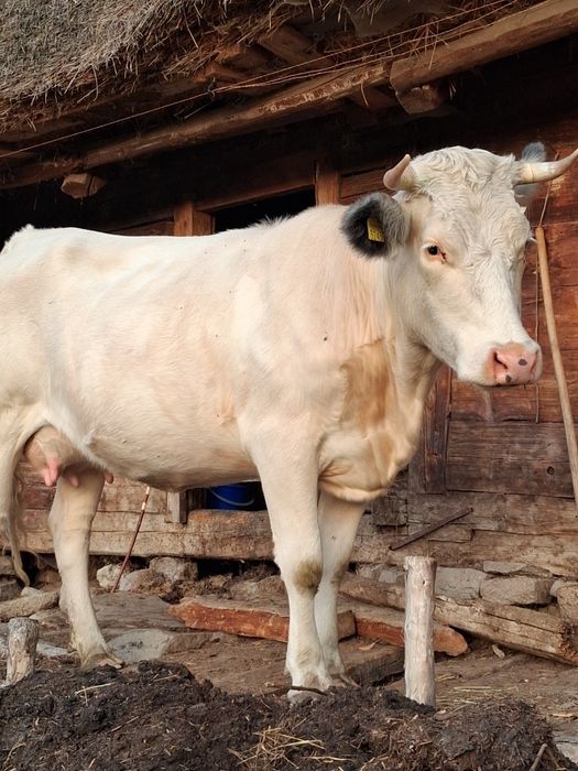 Vaca cu vitel belgian