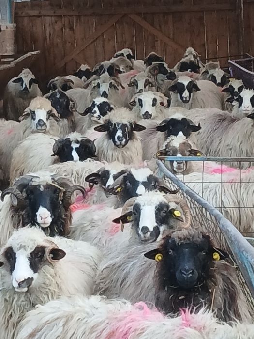 Vind  210 oi breze și oachise cu miei