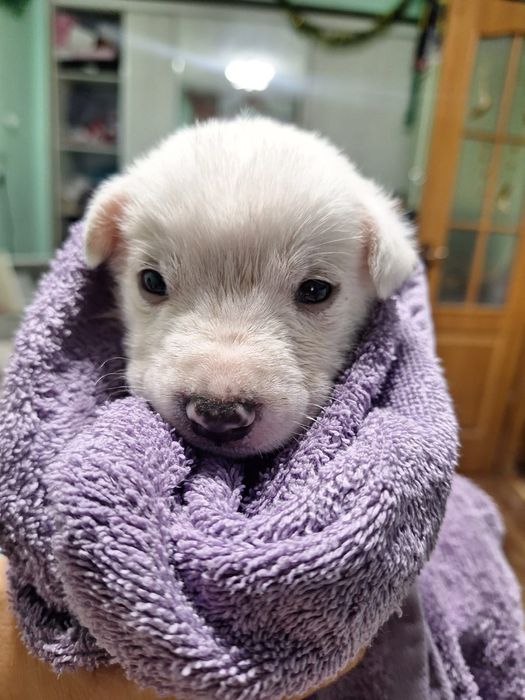 Отдам щенков в добрые руки