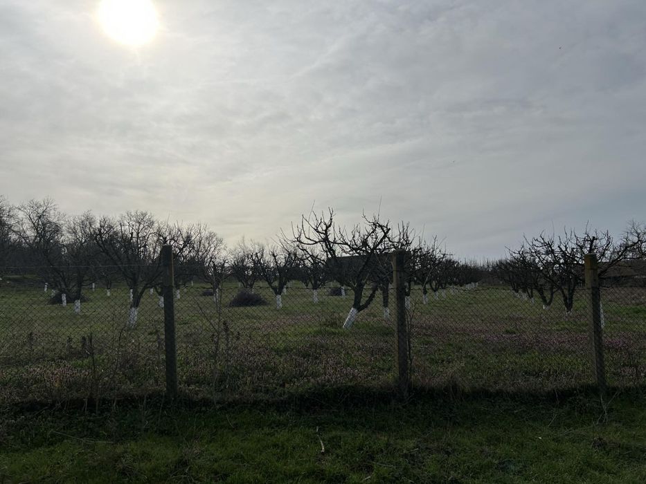 Продава се сливова градина в с. Йорданово