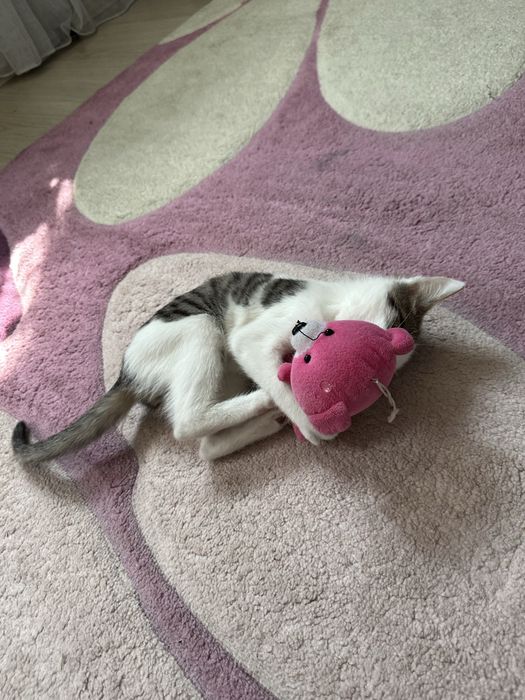 Хороши котёнок играет