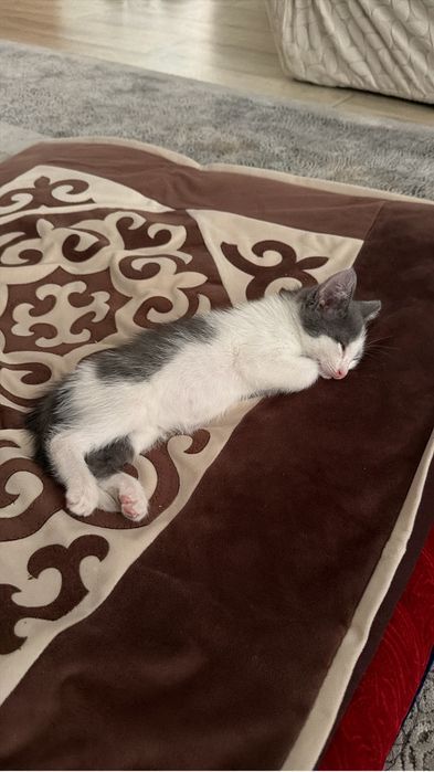 Котёнок с полным комплектом вещей