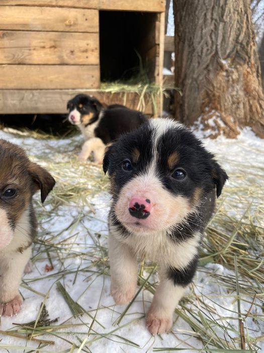 Продам здоровых щенков