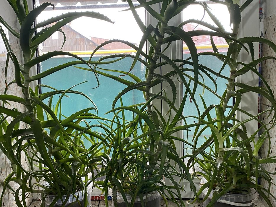 Продам лечебный 7-летний Алоэ