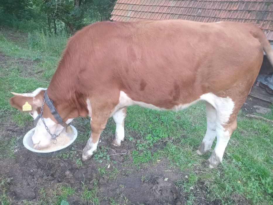 Vând vacă și o junincă