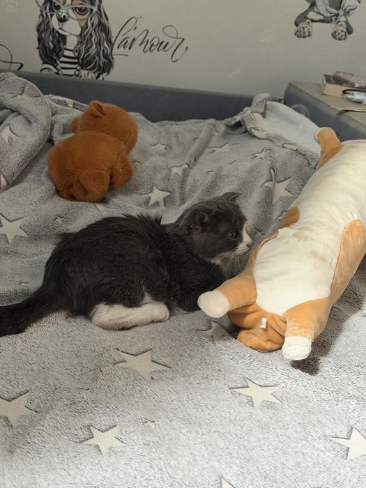 Котенок,девочка,в добрые руки