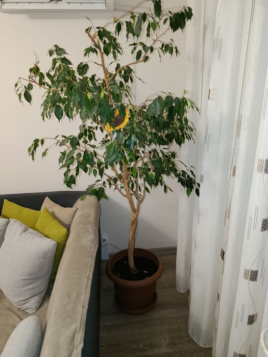 Голям отгледан Бенджамин