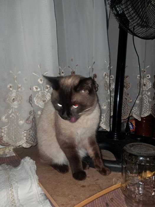 Siyamskiy mushuk oʻgʻil bola sotiladi