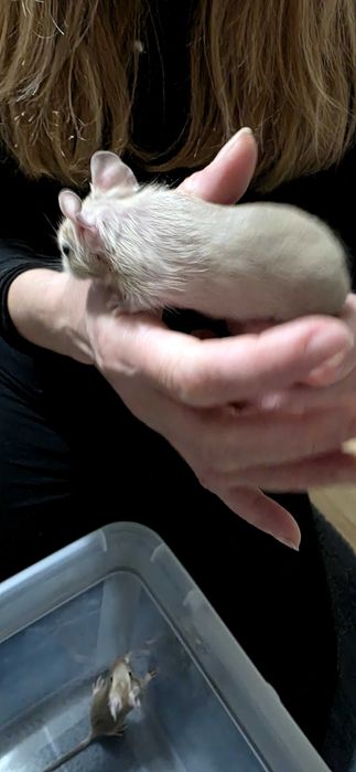 Donez pui veverita Degu, zona Militari