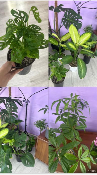 Комнатные растения