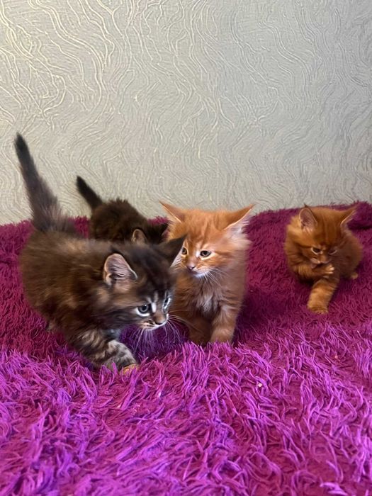 Красивые котята мейн-куны