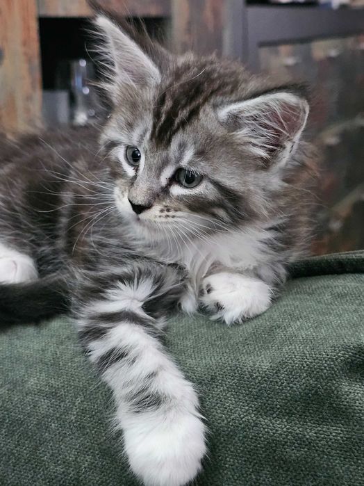 Pisicuta maine coon