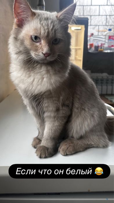 Потерялся котик костанай