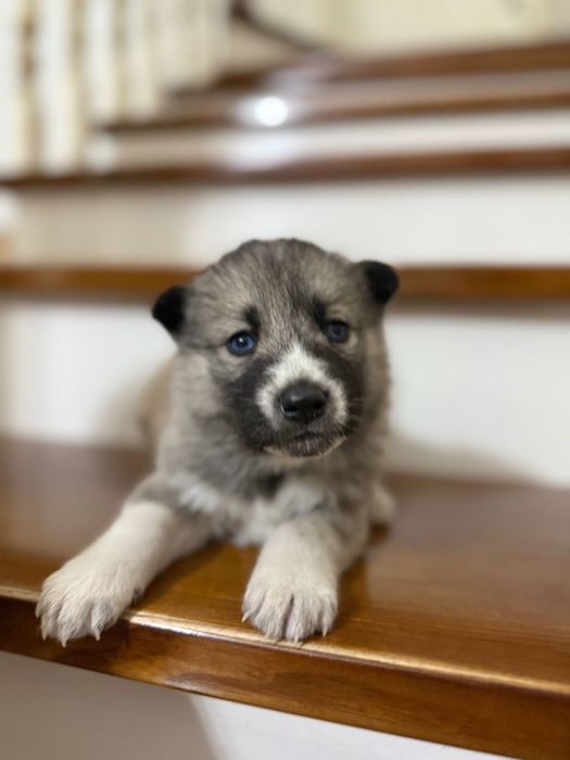 Щенки Хаски на бронь только девочки
