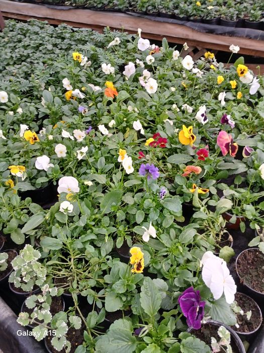 Vand flori de primavara