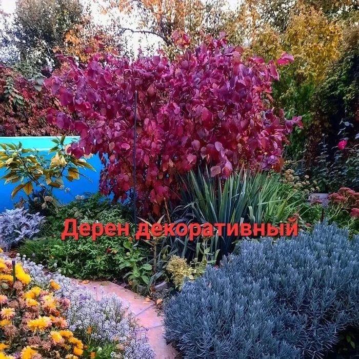 Цветы Сад Огород