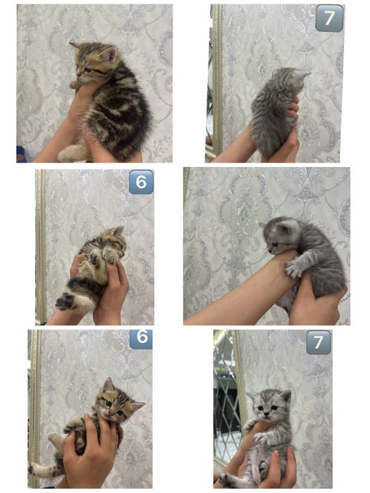 Скотиш фолд страйт