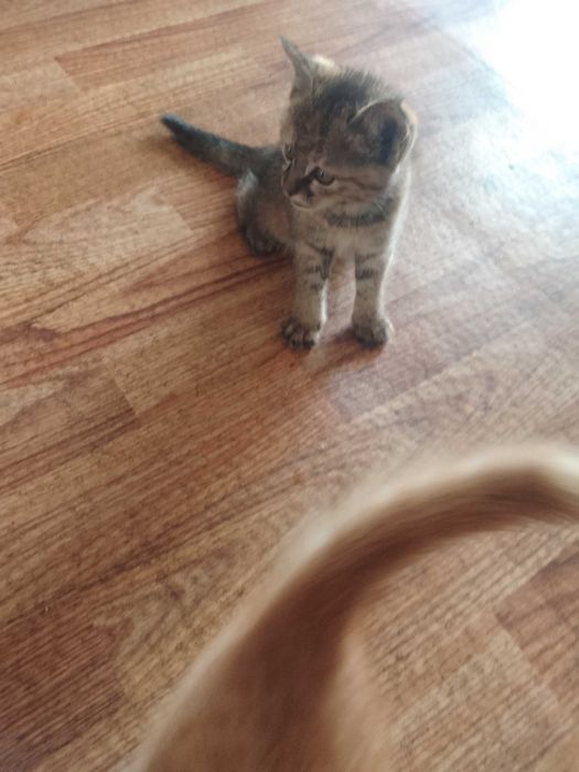 Отдам даром котят