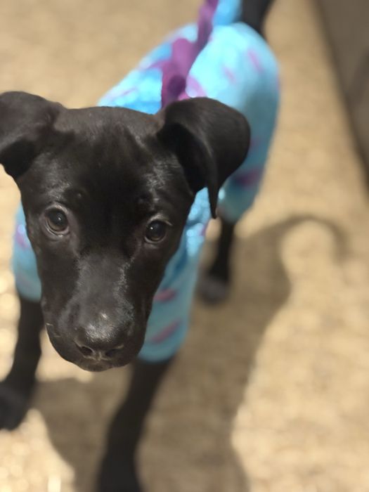 Кане корсо,стафорширский терьер