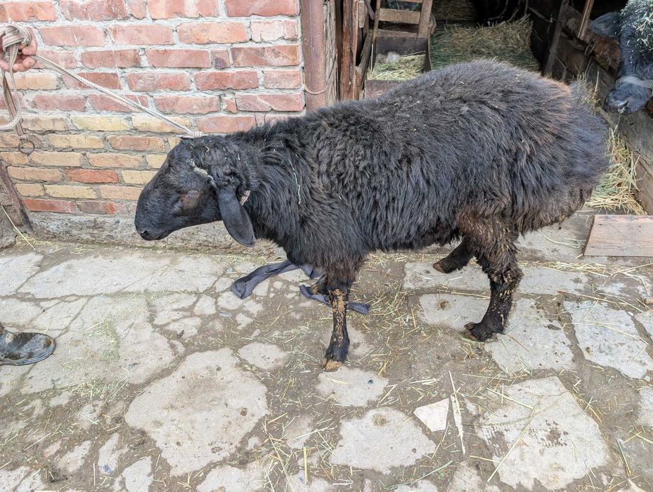 Бараны 4 штуки, стоимость за килограмм 82 000 сум