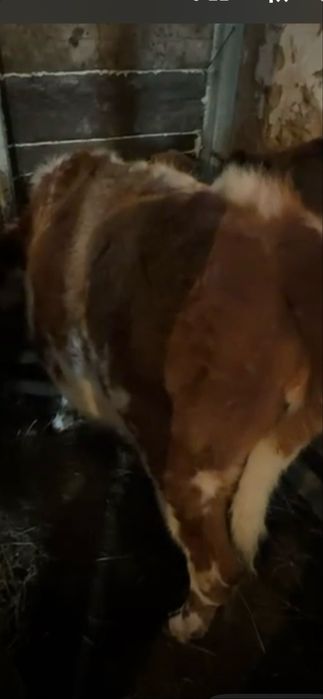 Продам молодую стельную карову 550 000