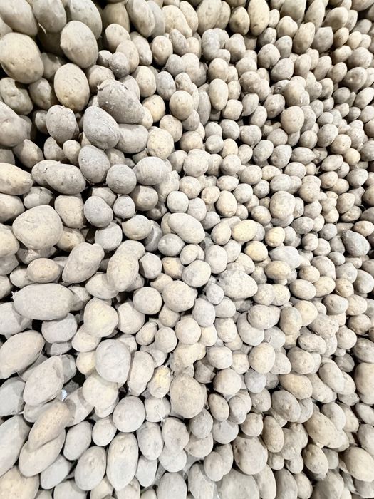 Продам семена картофеля Гала