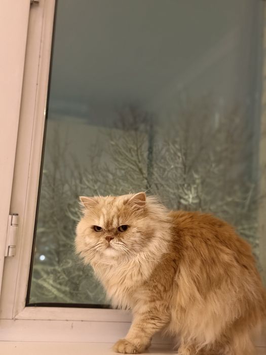 Skotish strayt 500.000 somga