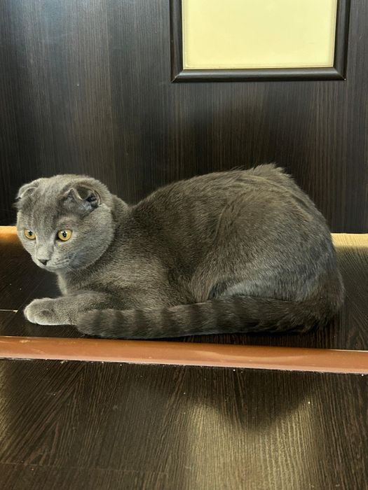 Шотландский вислоухии 6 мес мальчик