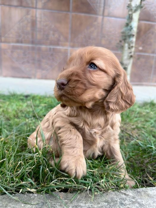 Cocker Spaniel auriu - Rasa Pura