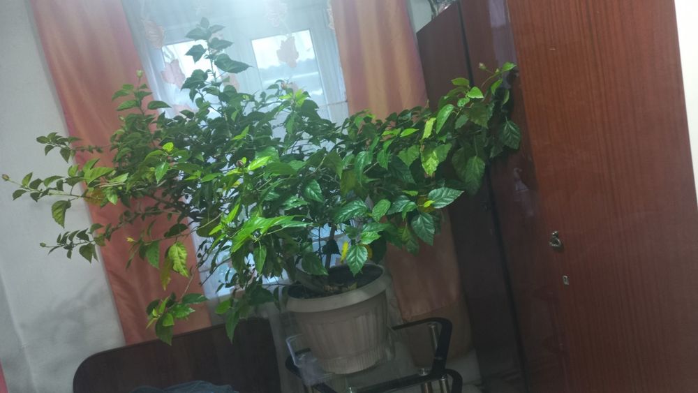 Продам цветок китайская роза