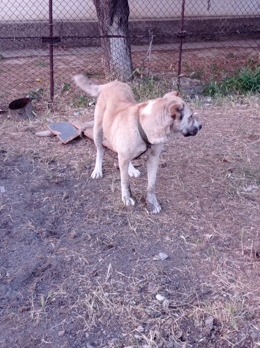 Собака казак ит сатылады