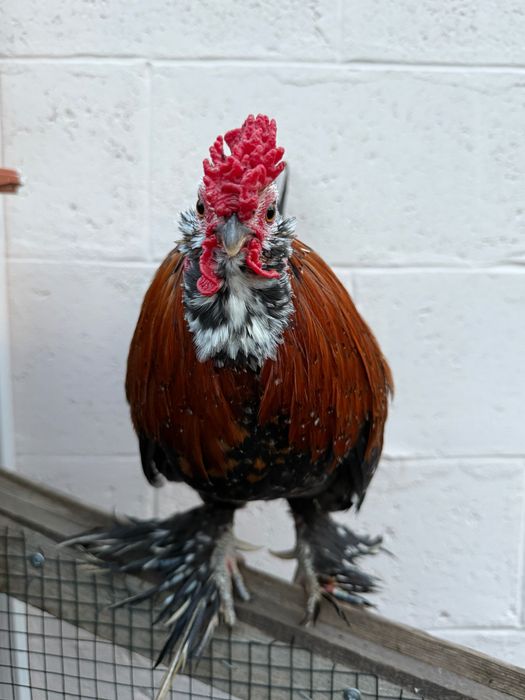 Петлета джинки и амераукани