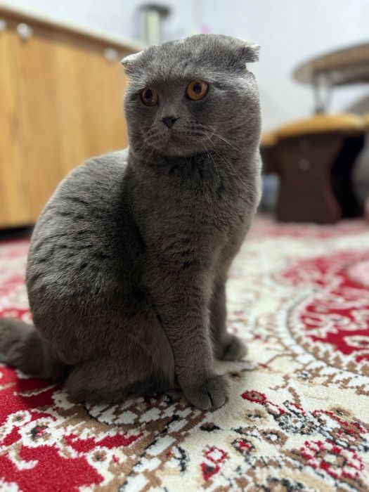 Mushuk oʻgʻil bola hotin kere