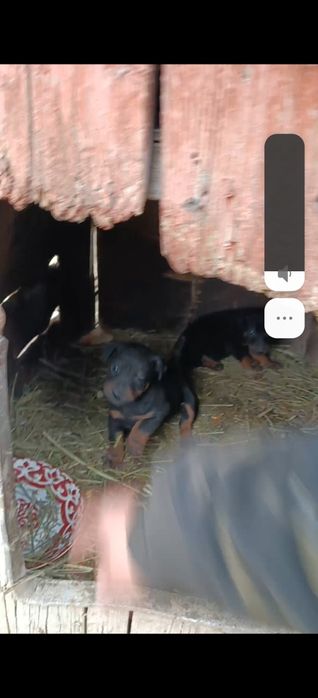 Ягдтерьер кушик шенок