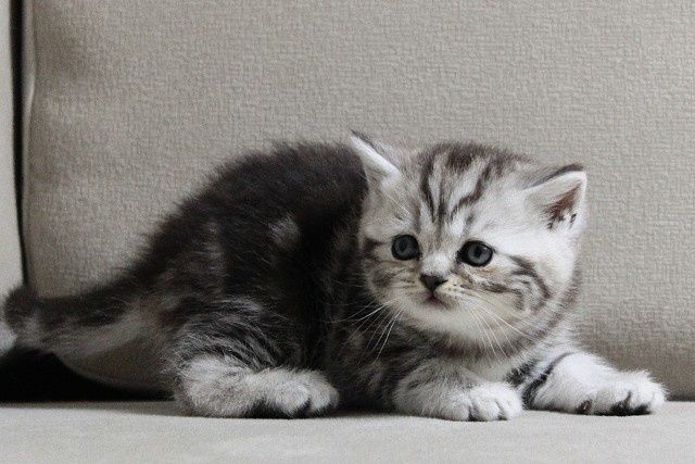 Шикарные шотландские котята