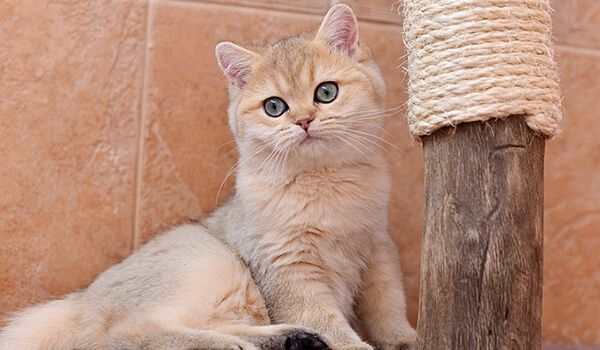 Срочно продам золотые шиншиллу кот