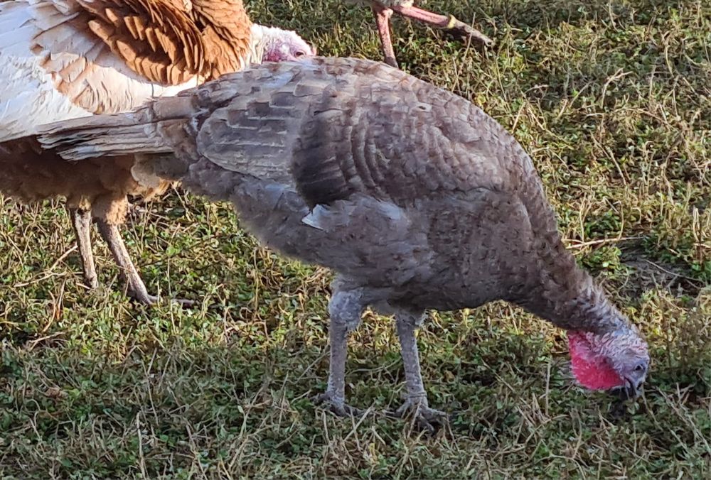 Curci albastre lilac