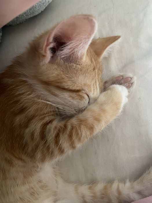 милые котики в добрые руки