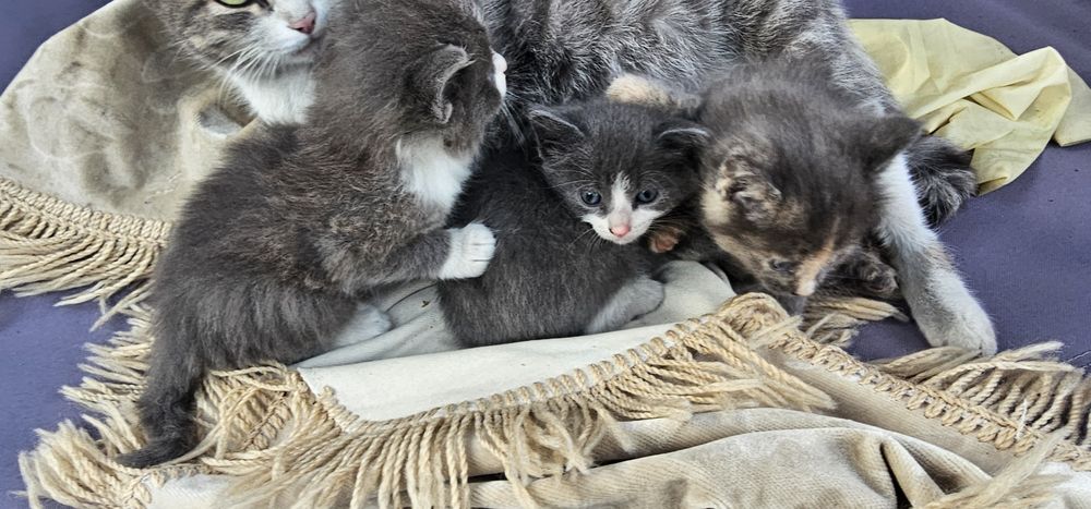 Котята ищут дом срочно
