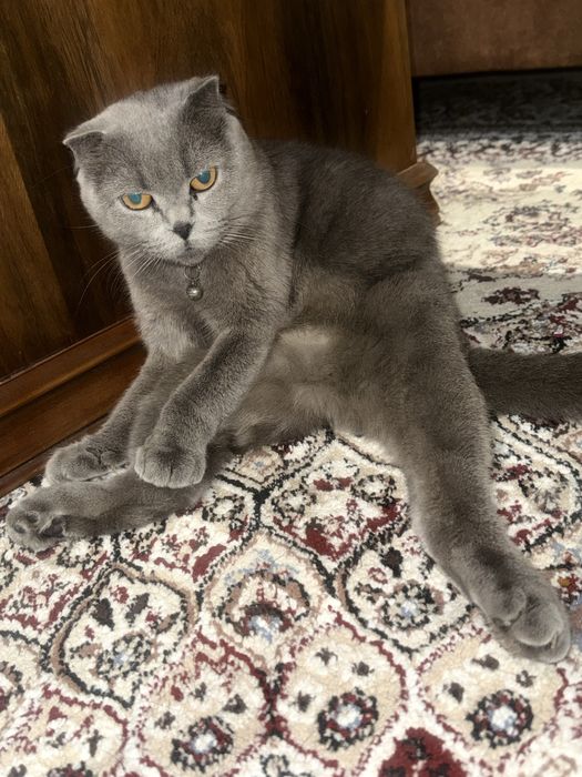 Skotish fold mushik qiz bola 1yosh