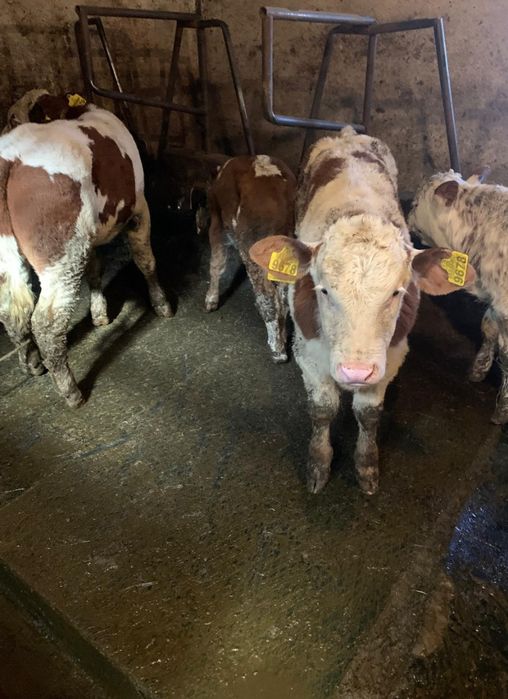 Vaci și viței de vînzare