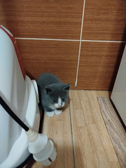 Отдам котят в добрые руки