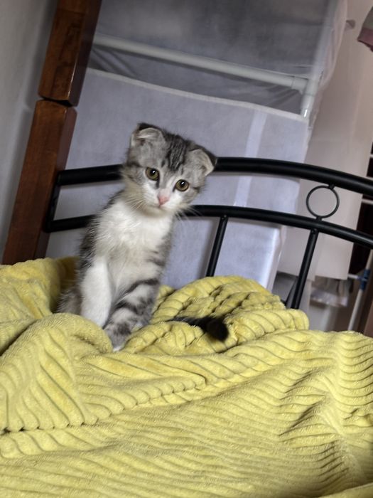 котенок 4 месяца