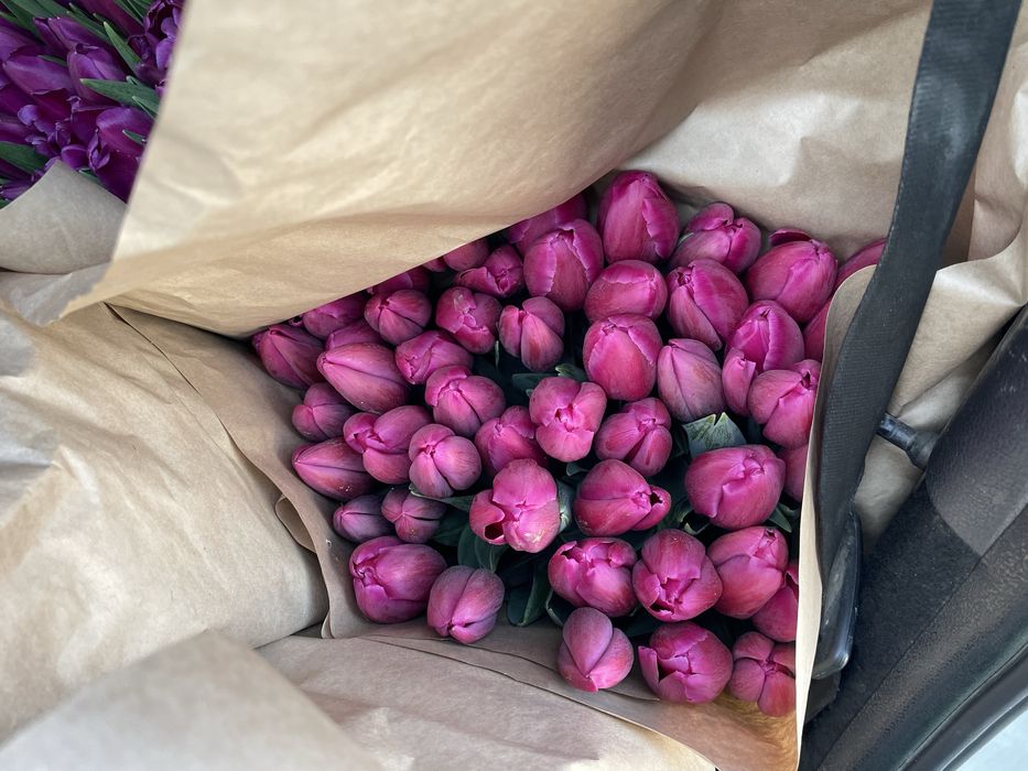 Тюльпан цветы луковицы голандские